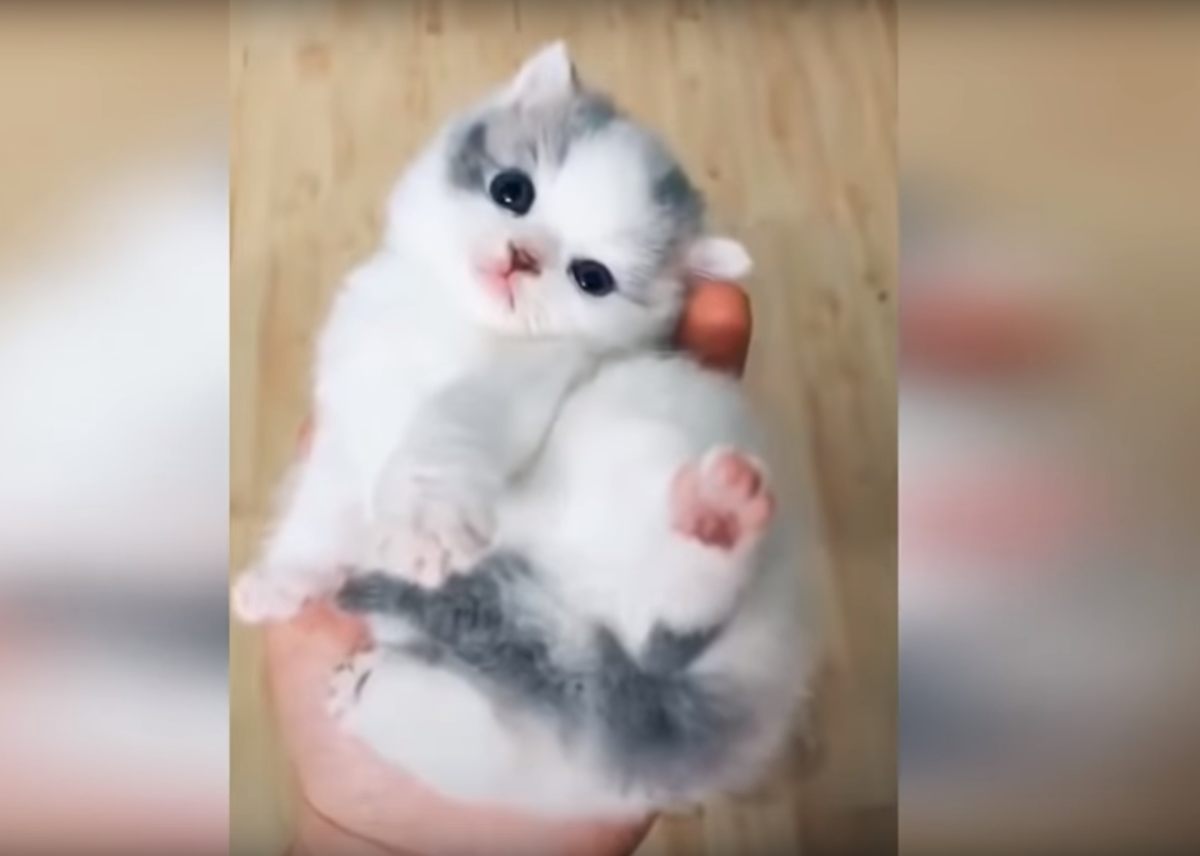 Кадр из ролика.