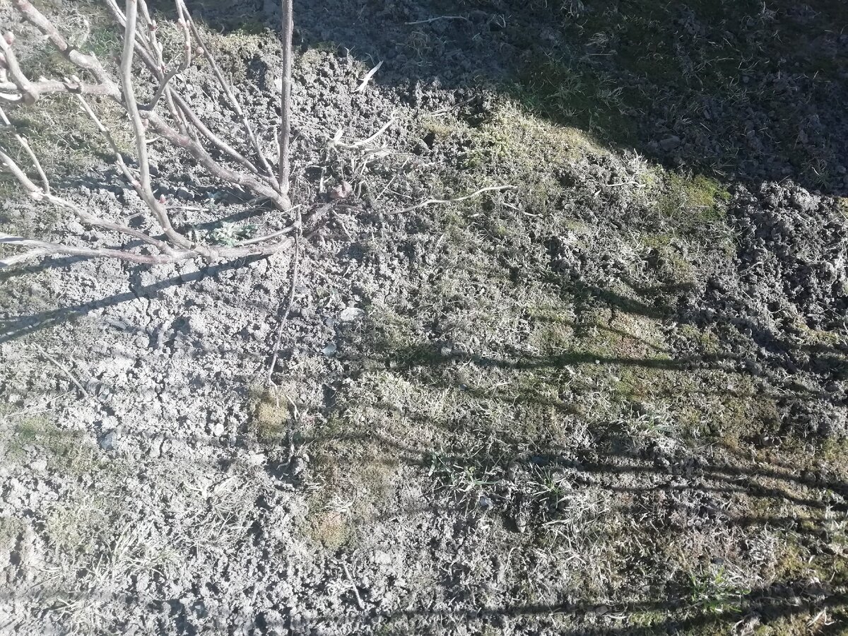 Вот так выглядит наш газон в 2020 году