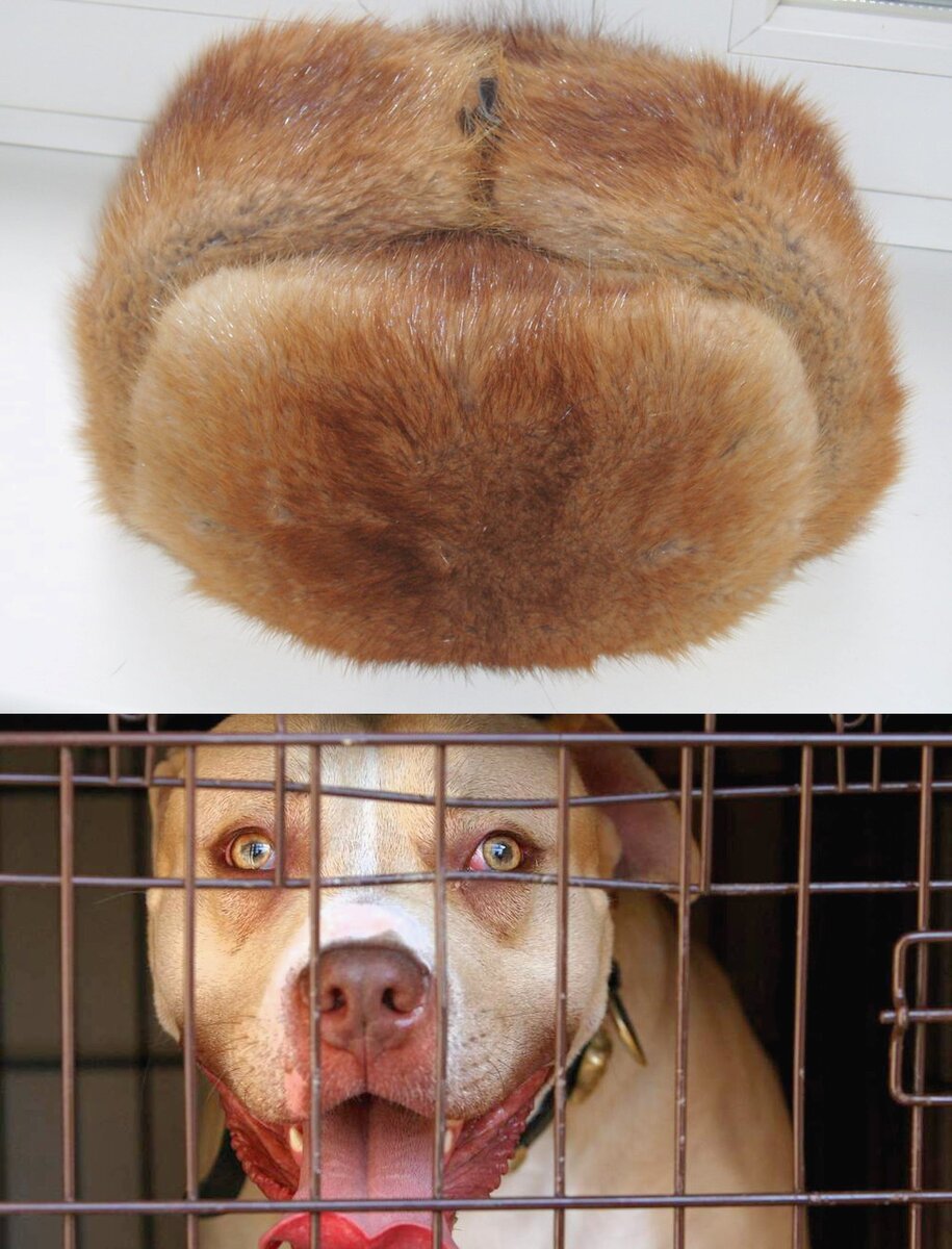 Буль сожрал шапку...