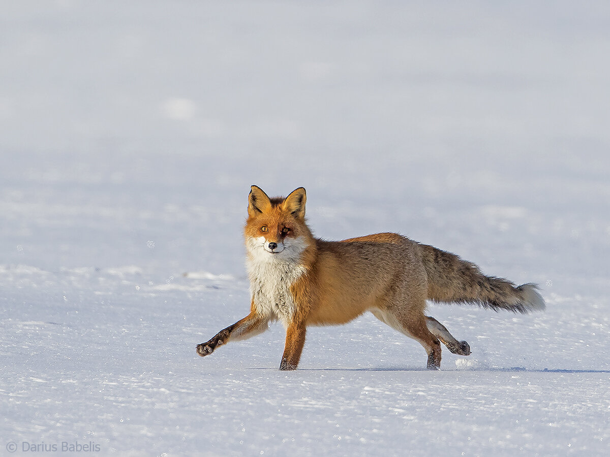 Фото взято из открытого источника yandex.ru 