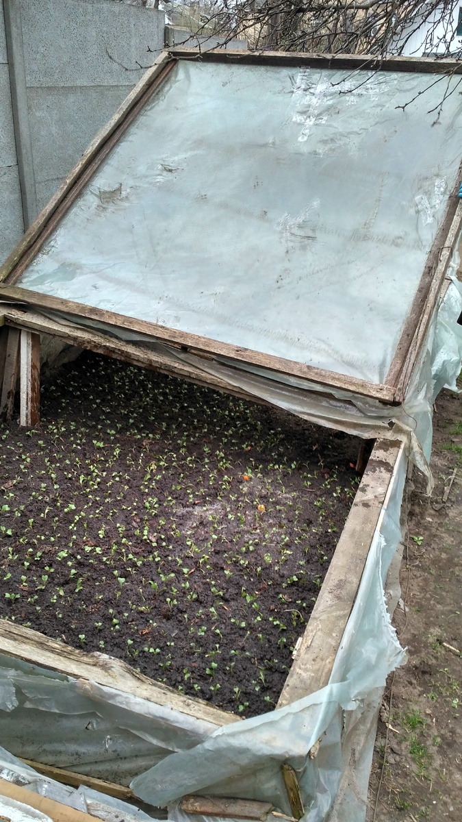Обязательно обеспечиваем рассаде тепло, накрывая ее крышкой парника