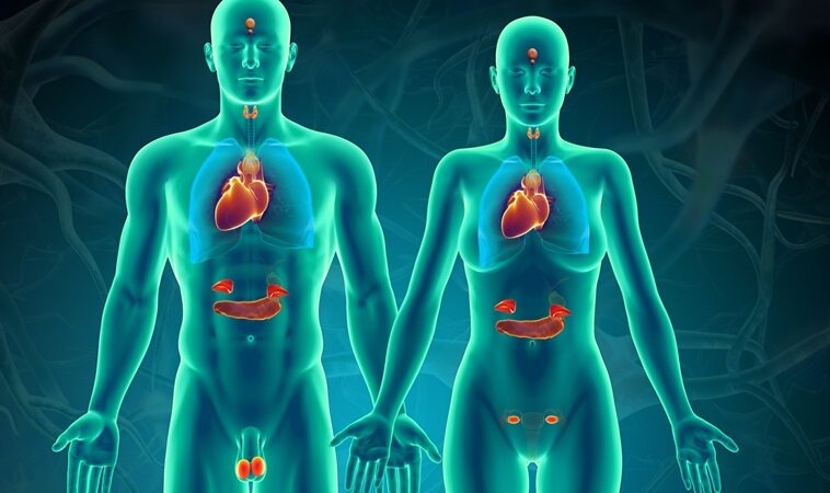 Эндокринная система