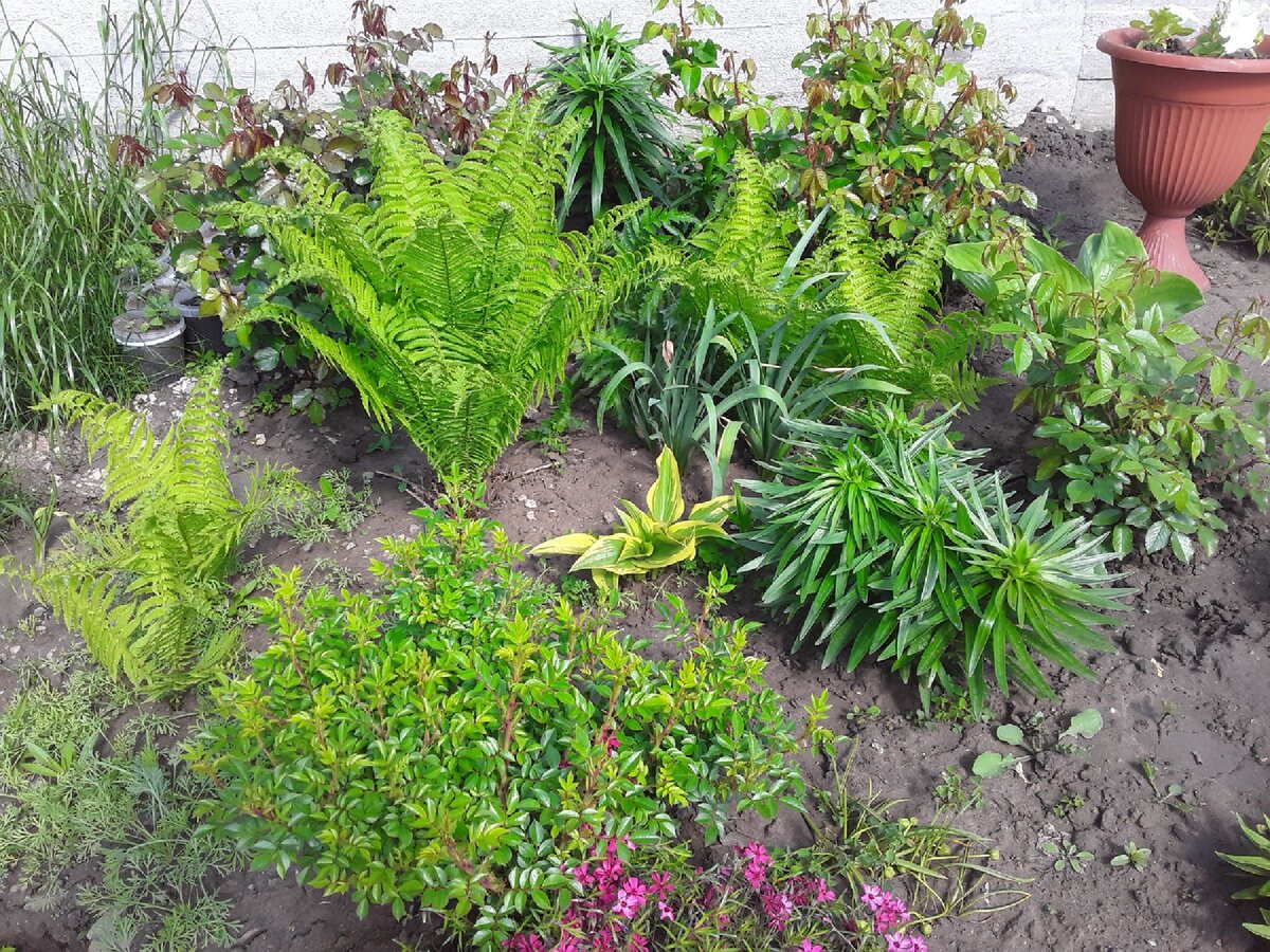 Про эти нарциссы между папоротниками я все время забываю и уже не раз их раскапывала