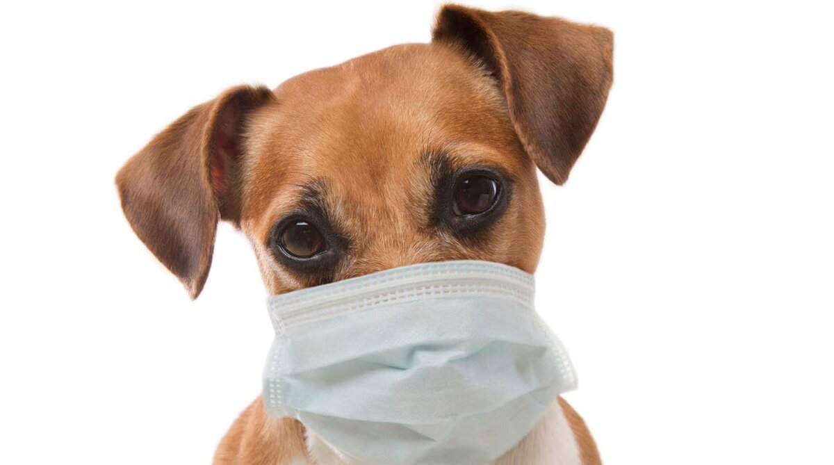 Фото: https://thezebra.org/2018/11/07/keep-you-and-your-dog-healthy-during-flu-season/