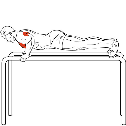 Какие мышцы работают при отжимании на брусьях в картинках