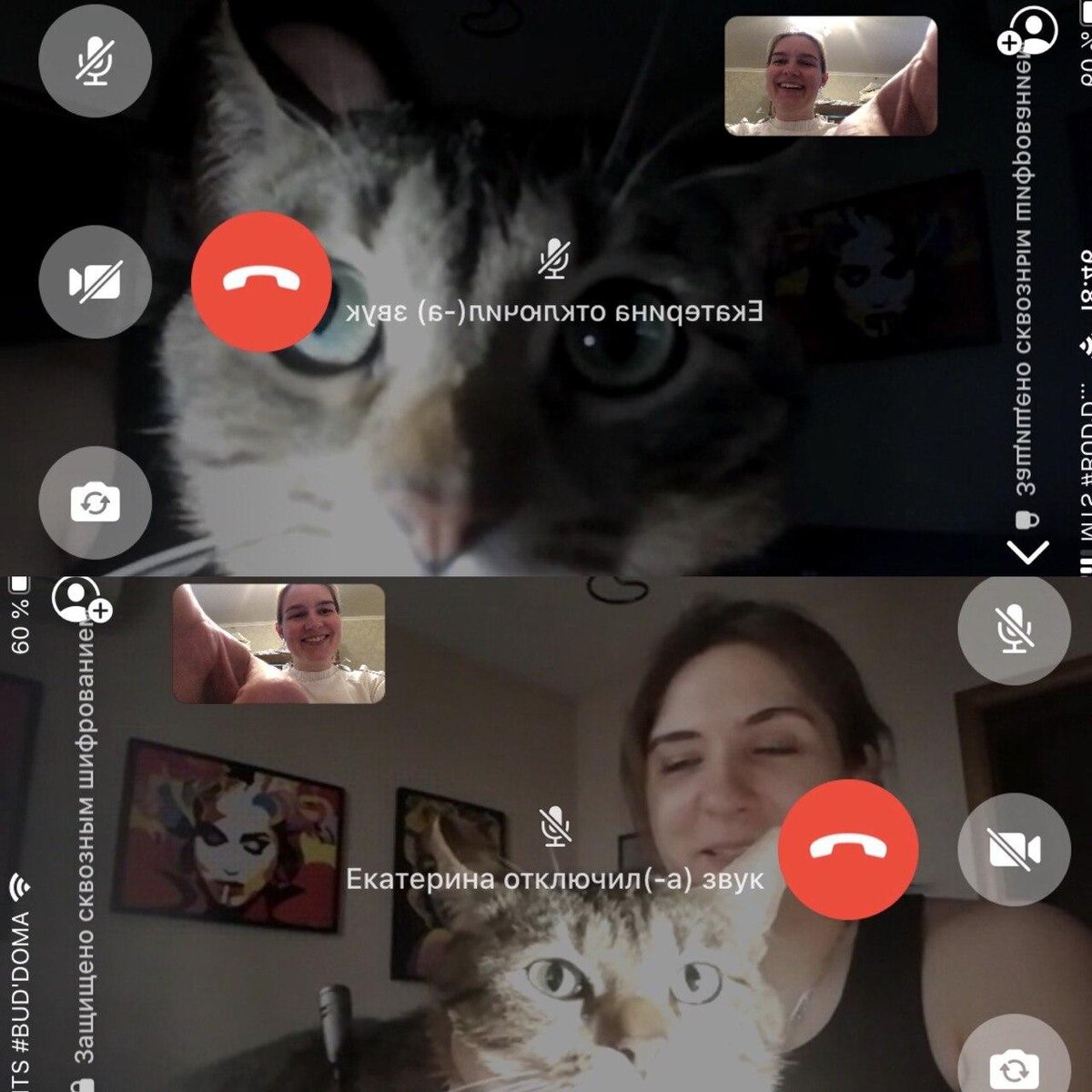 Сегодня в мой экран во время дистанционного урока по вокалу периодически смотрела вот эта пушистая морда, и периодически мешала хозяйке...не первый раз замечаю такую активность у домашнего зверья)))