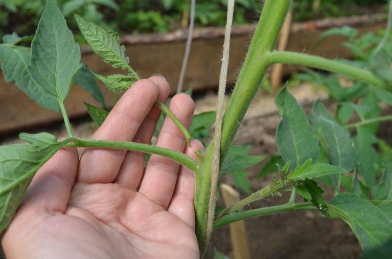 Так удалила пасынок с пеньком.