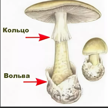 Бледную поганку как нарисовать