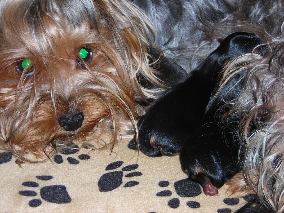 Долька с детками