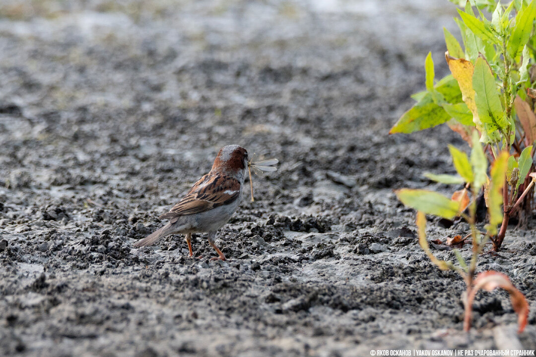 Домовый воробей (Passer domesticus)