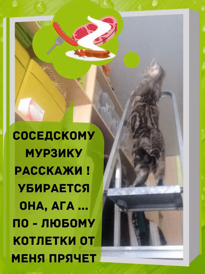 кошка Буся гиф
 