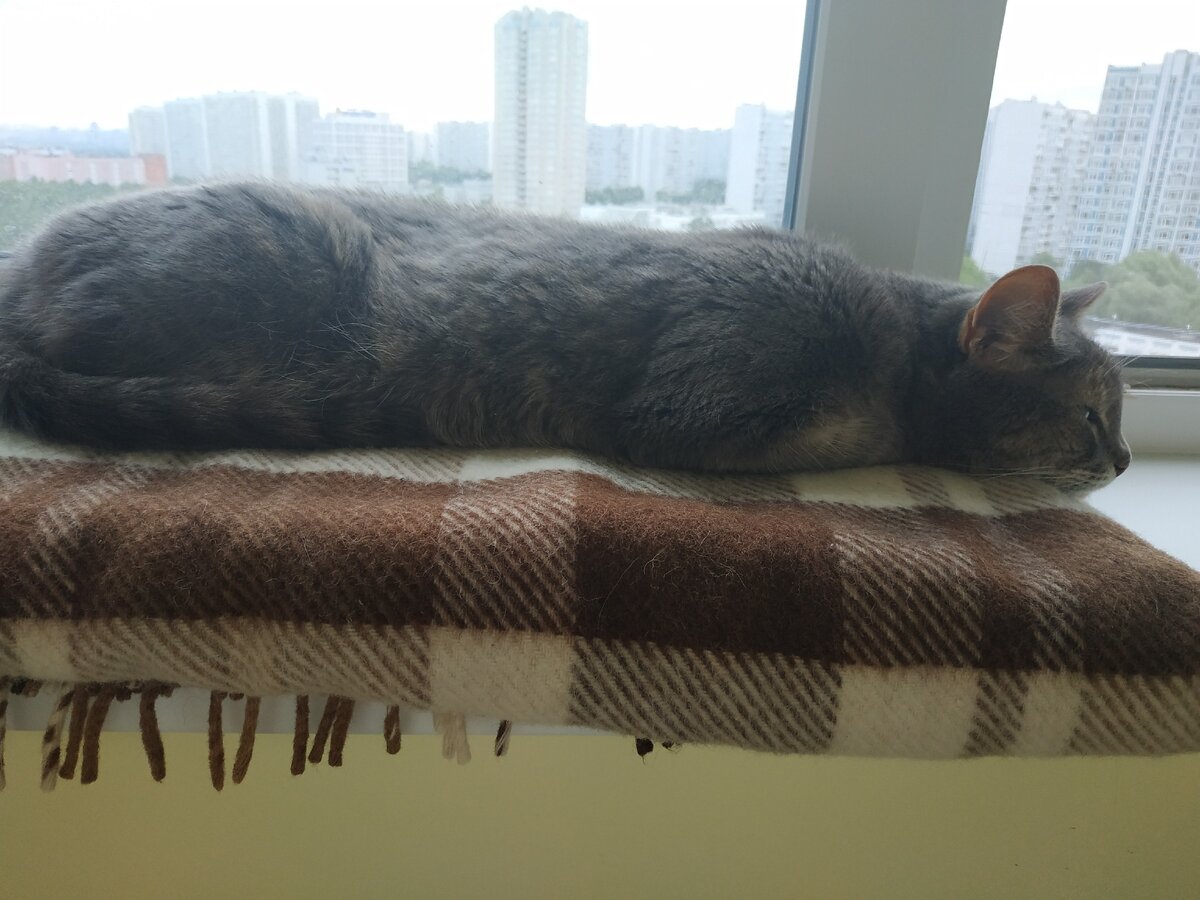 Вот про эту нахальную серую хулиганку читайте чуть ниже, тоже отличилась