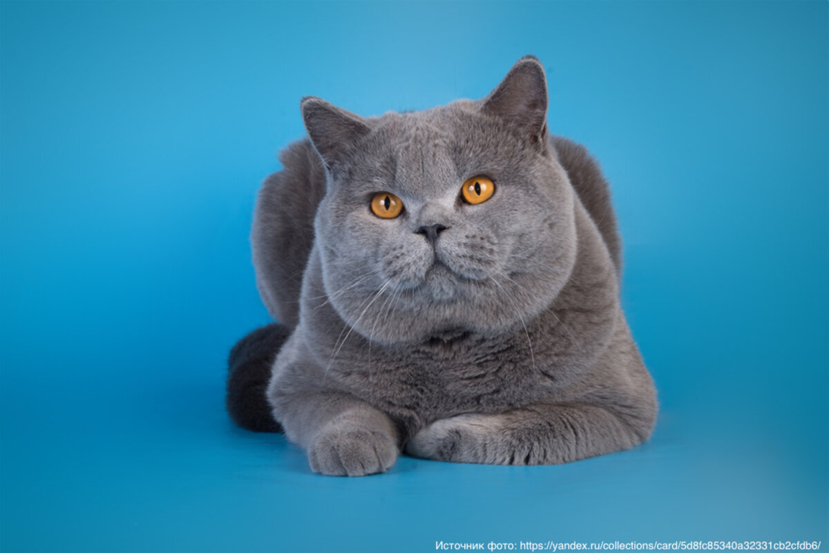 Фотографии кошки британской породы. Британец кошка. Голубой британец кот. Короткошерстные кошки британцы. Британская короткошёрстная кошка голубая.