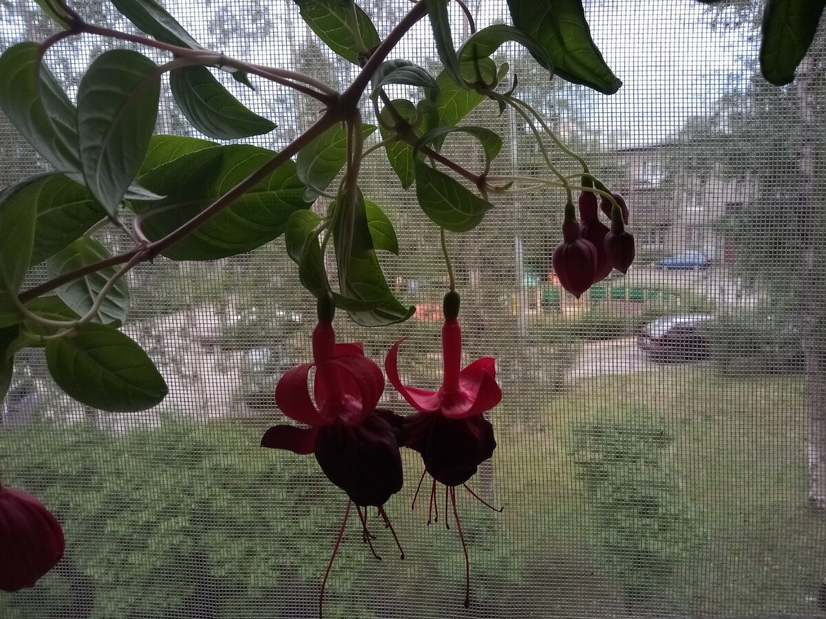 Веточка фуксии New Millenium