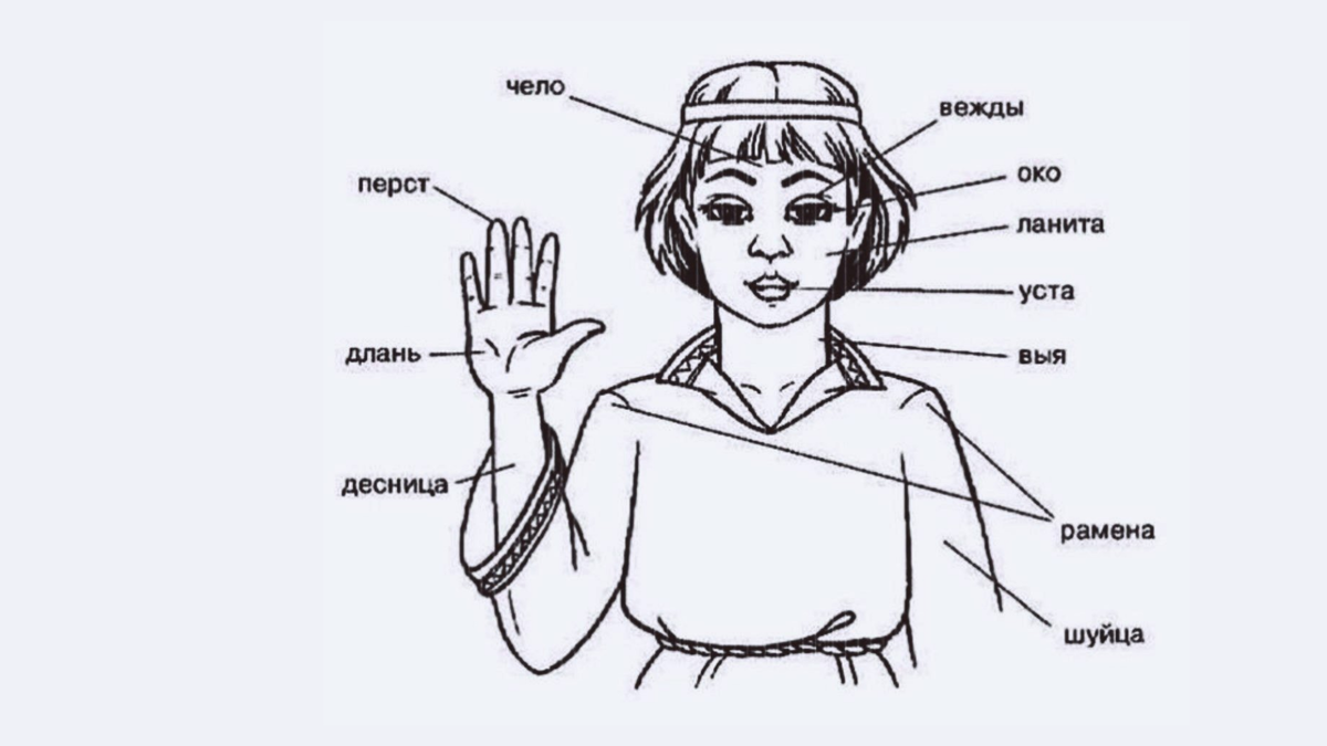 Древние слова лицо. Название частей тела. Древнерусские названия частей тела. Старорусские названия. Устаревшие названия частей тела.
