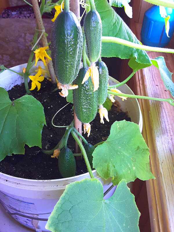 Огурцы "Балконное чудо"