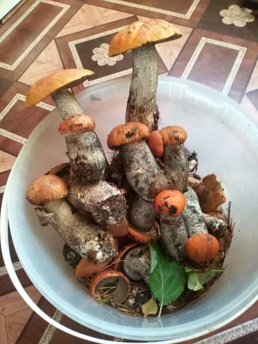 Только из леса👍🏻