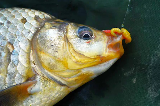 На фото тот самый убойный опарик)