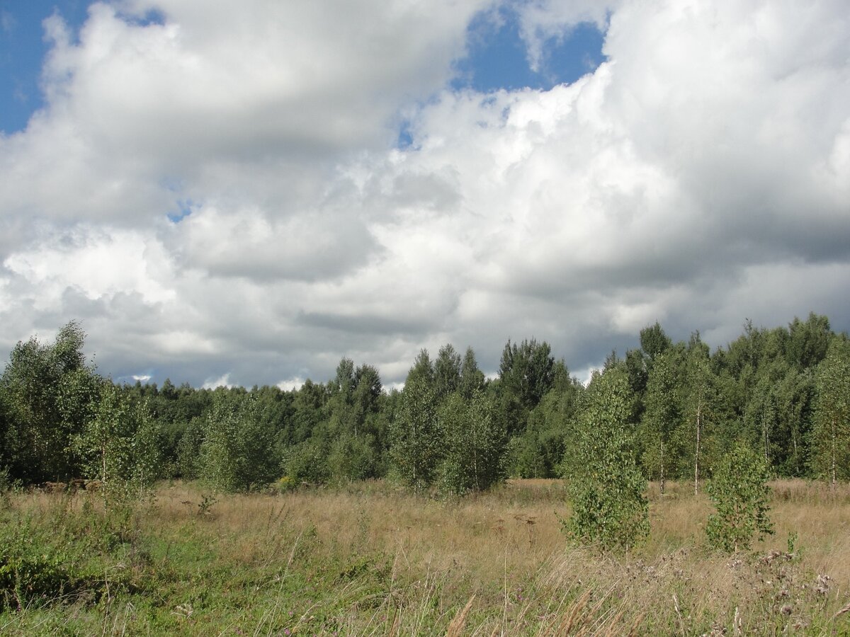 Правда коров все меньше, скоро и пастбище превратится в молодняк.