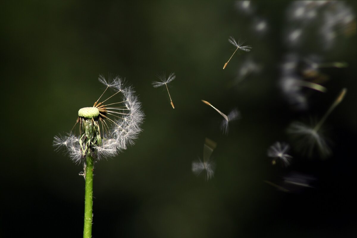 Фотография получена с использованием объектива Canon EF 50mm f/1.8 STM