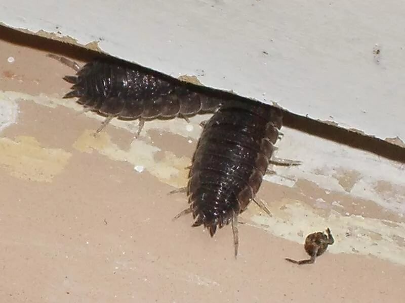 Частые посетители моей ванной