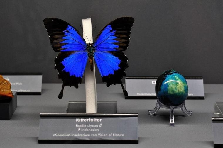 Бабочка и хризоколла