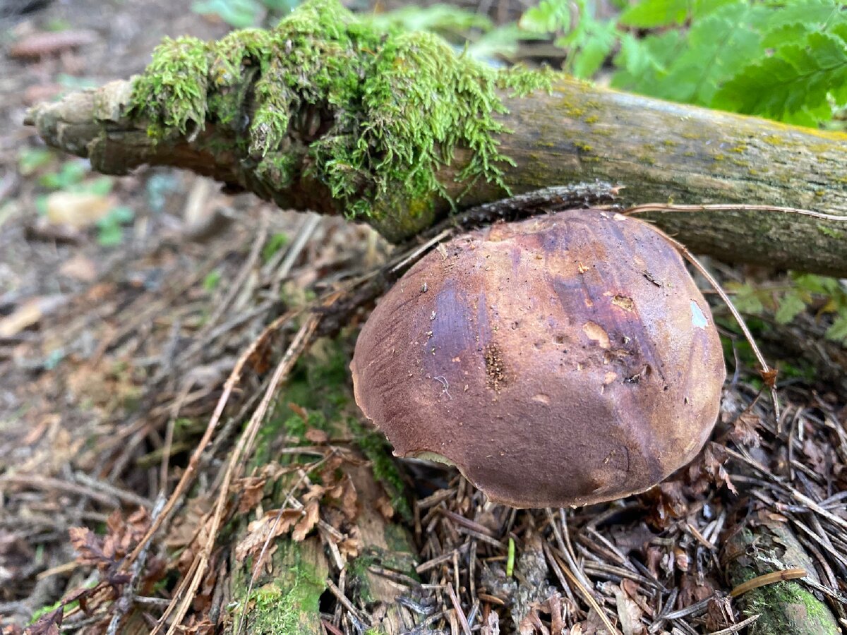 Польский пан