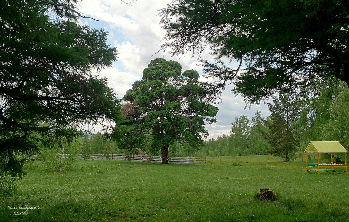Кужановская лиственница летом. Фото: KAIART