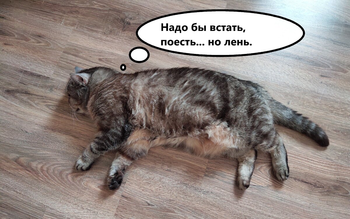 Идеальный вариант лени😄