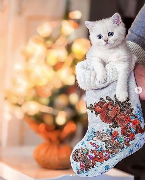 Фотографии взяты в Инстраграм у @imperiya_tepla_cattery
