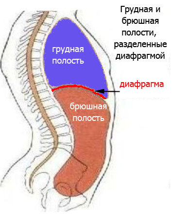 Грудная и брюшная полости, разделенные диафрагмой