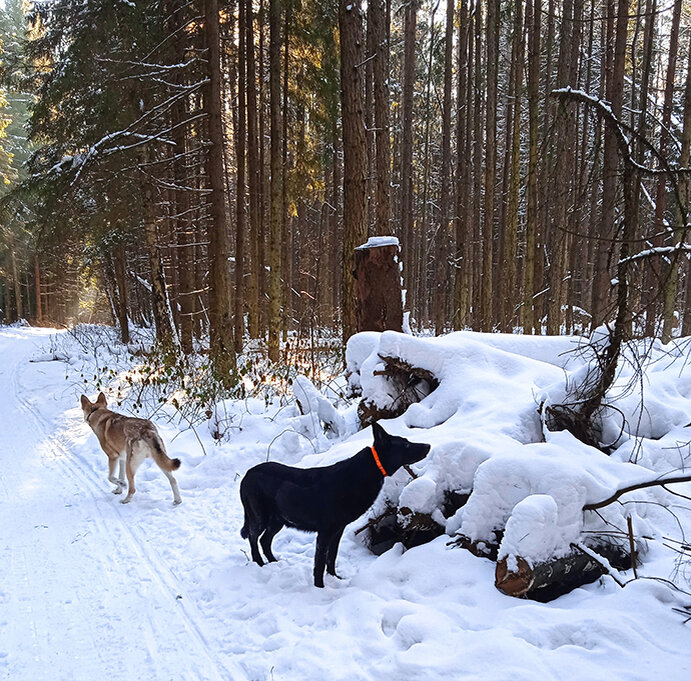 Лесные следы © Фото автора, Дом Саарлоса