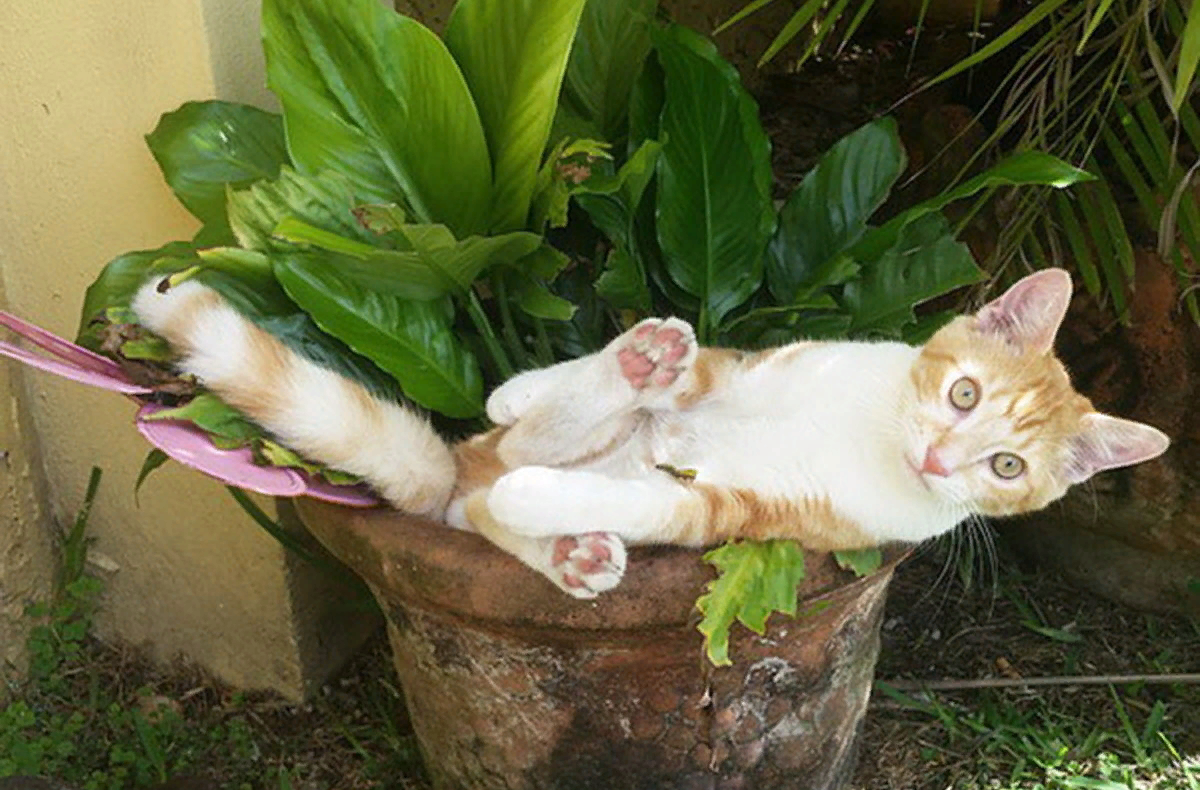 кото цветок. кошачья мята с валерьянкой. цветочный горшок котик. кот вазон. коты цветы жизни.