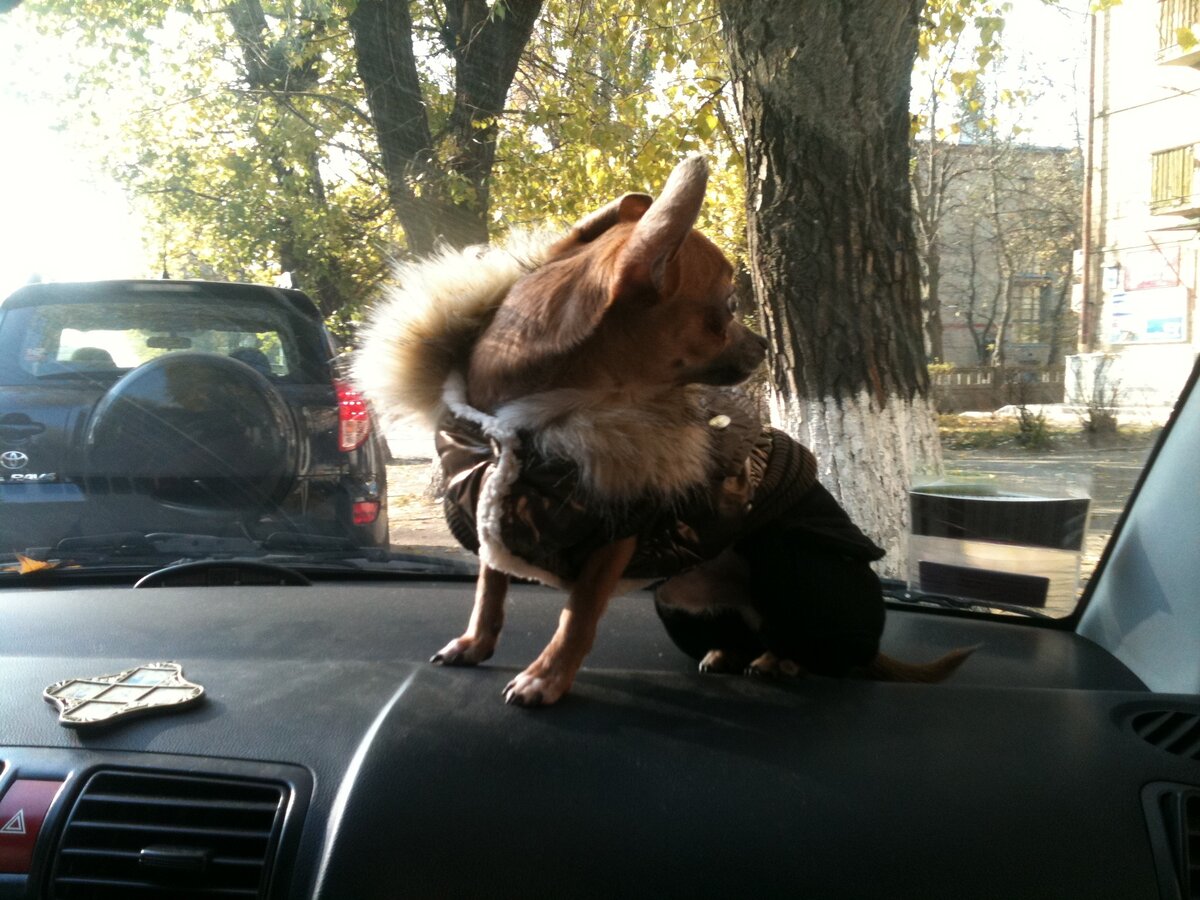 Это наш вонючий волкодав!