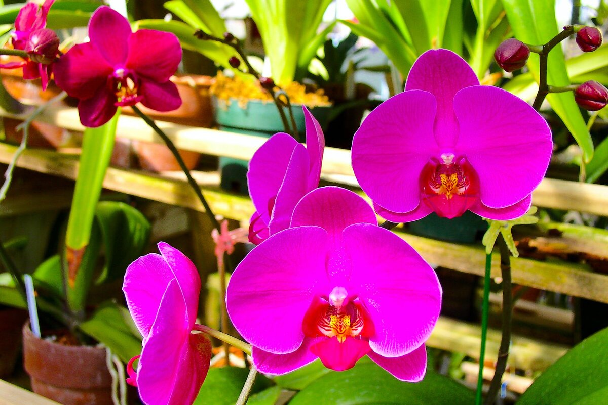 Орхидея претория фото и описание