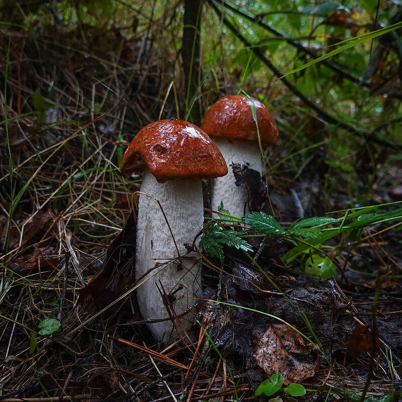 Эти красавцы знают наверняка, когда заканчивать свое движение вверх. Откуда? Разгадка точно будет... (фото пользователя Пятаяпопытка)