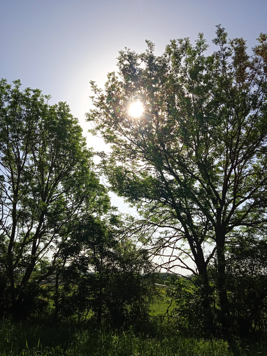 Вид с крыльца моего дома. Позднее утро.