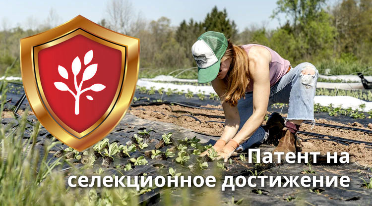Патент на селекционное достижение.