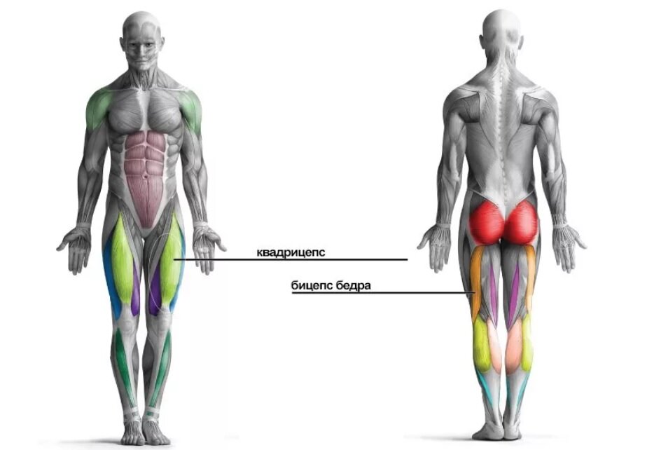 Квадрицепсы и бицепсы бедра