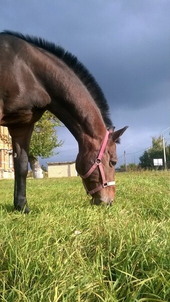 Боря - красивый и умный конь!