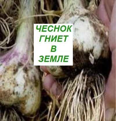 почему гниет чеснок в земле