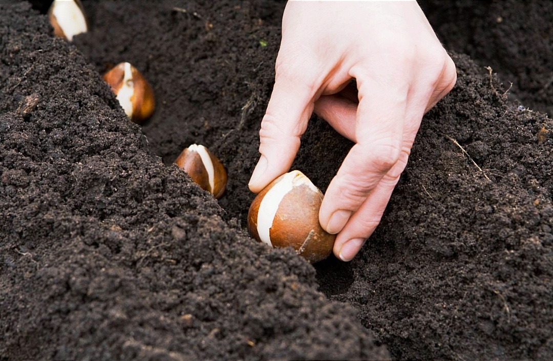 Прячутся в землю, чтобы порадовать в следующем году.