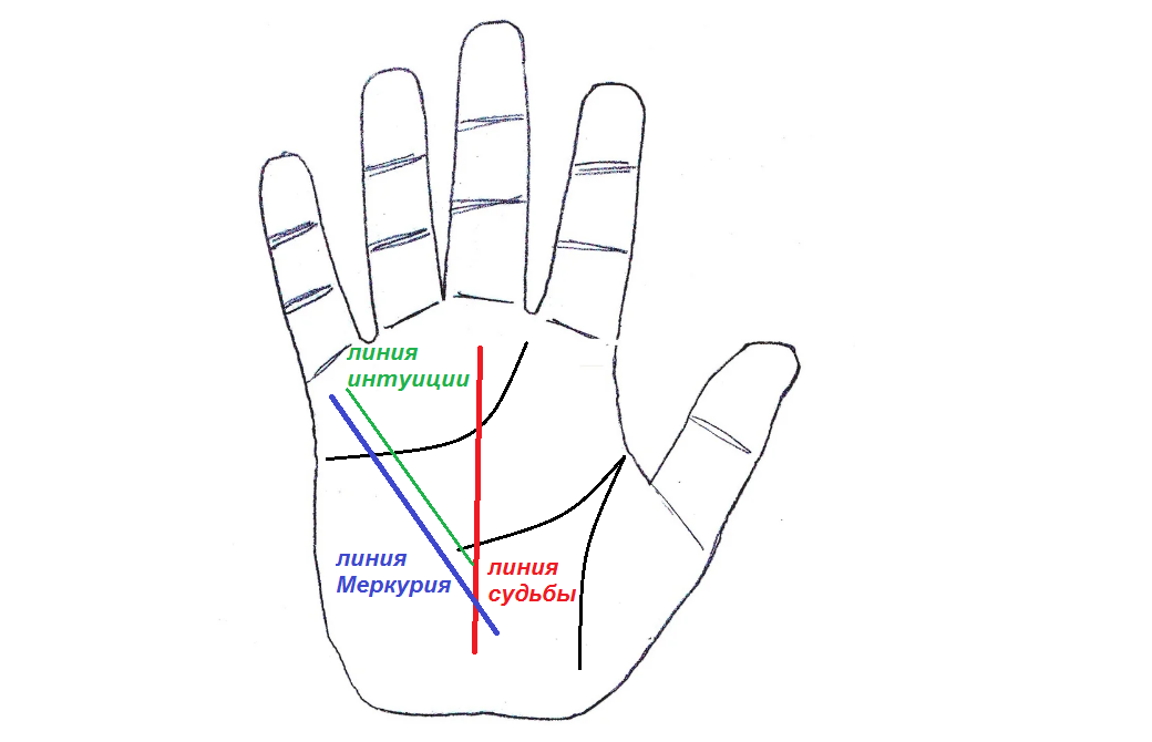 Линия жизни пересекла судьбу. Хиромантия линия Меркурия. Линия Меркурия на ладони. Линия Меркурия пересекает линию жизни и линию судьбы. Линия Меркурия на ладони левой.