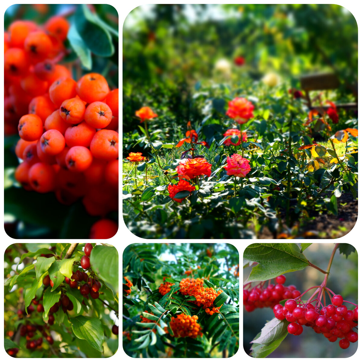 Красный цвет в саду 