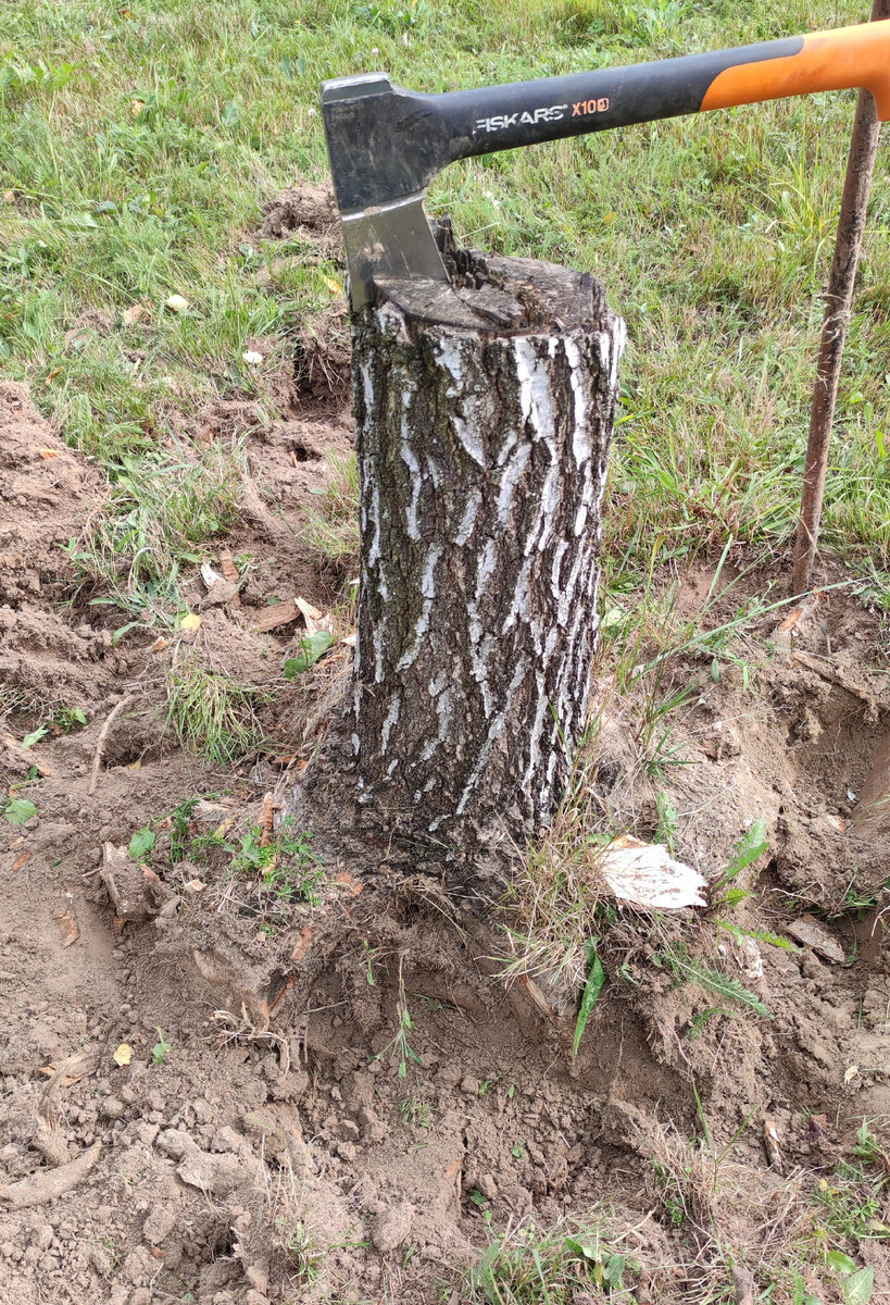 Обкапывание пня (фото автора)