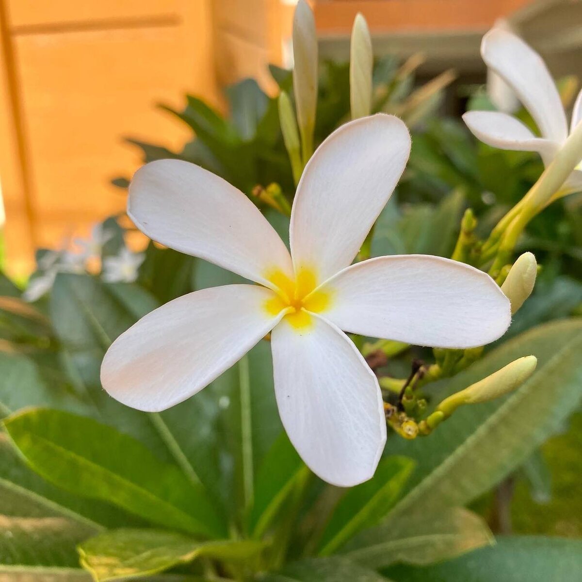 На территории очень много красивых цветов. 