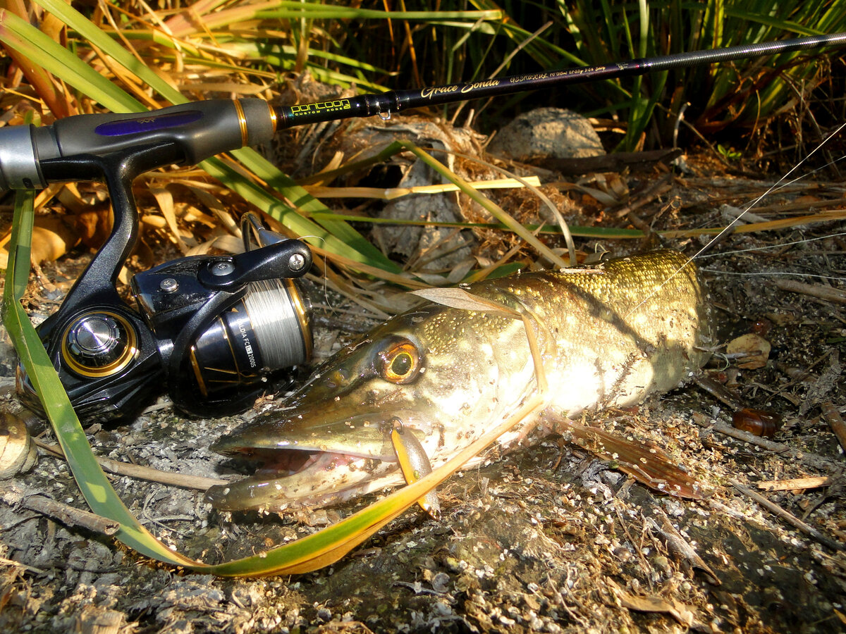 На одной из последних рыбалок повезло, крючок микроколебалки попал за так называемый "ус" щуки. А иначе бы в мгновения ока лишился приличной суммы денег, все же оригинальные японские приманки Forest нынче кусаются по цене...