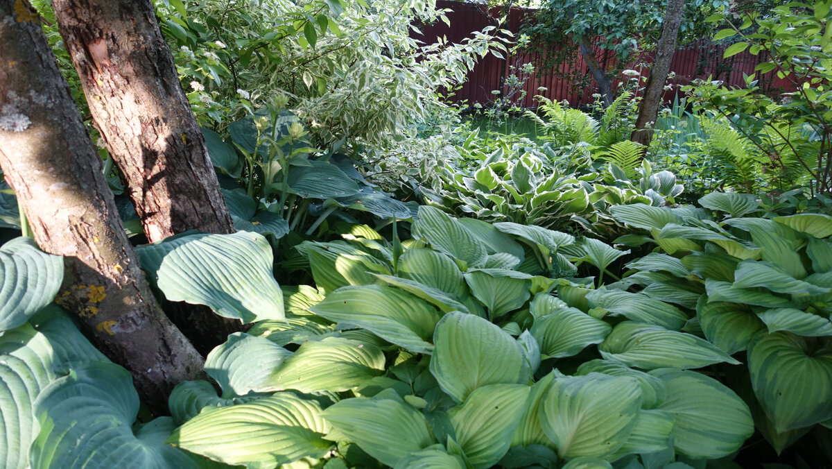 Та же часть цветника после разрастания. Здесь хосты в самой глухой тени
