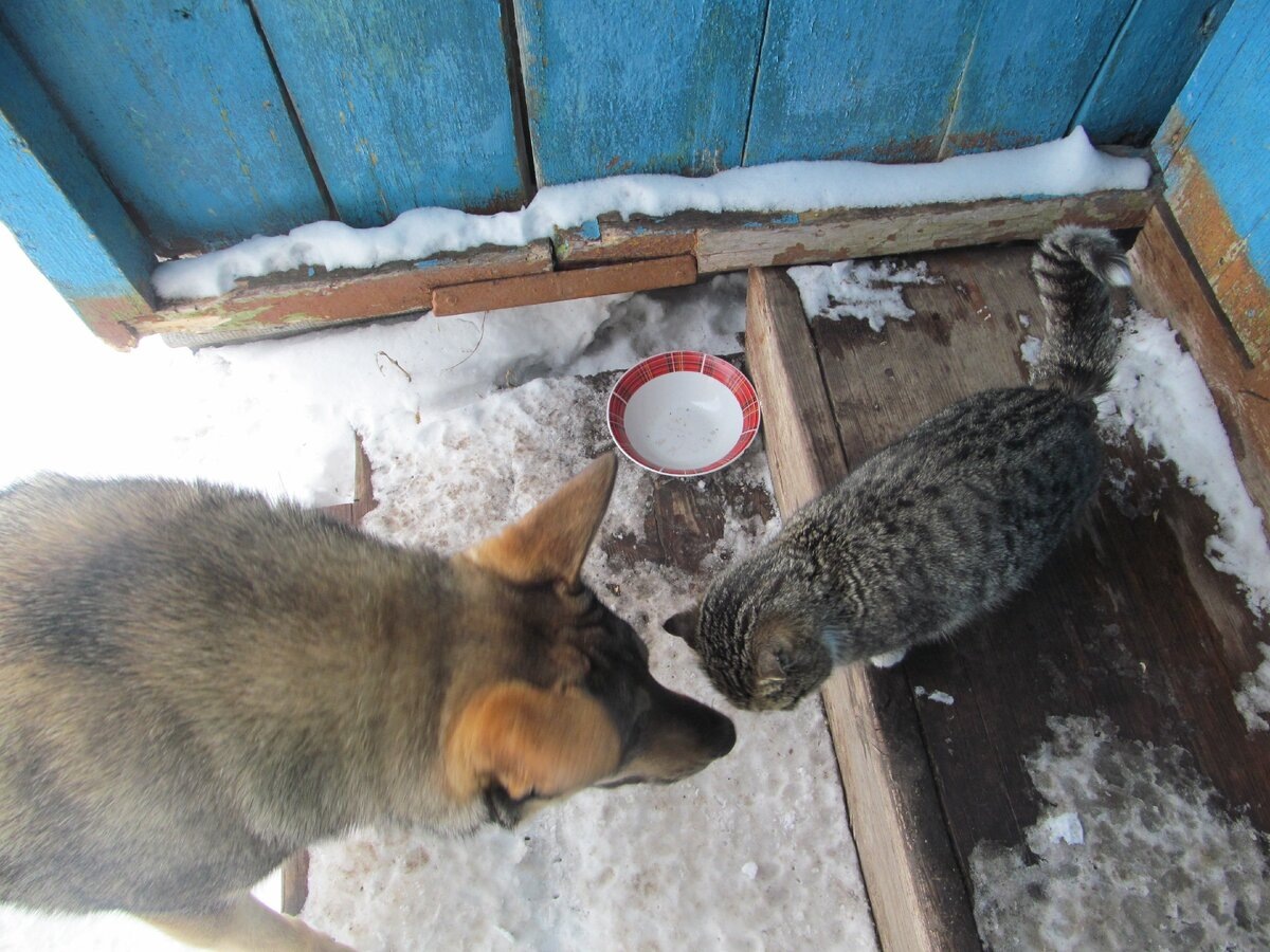 Ну и что ты там мёрзнешь под верандою. Приходи ко мне в будку, там тепло.