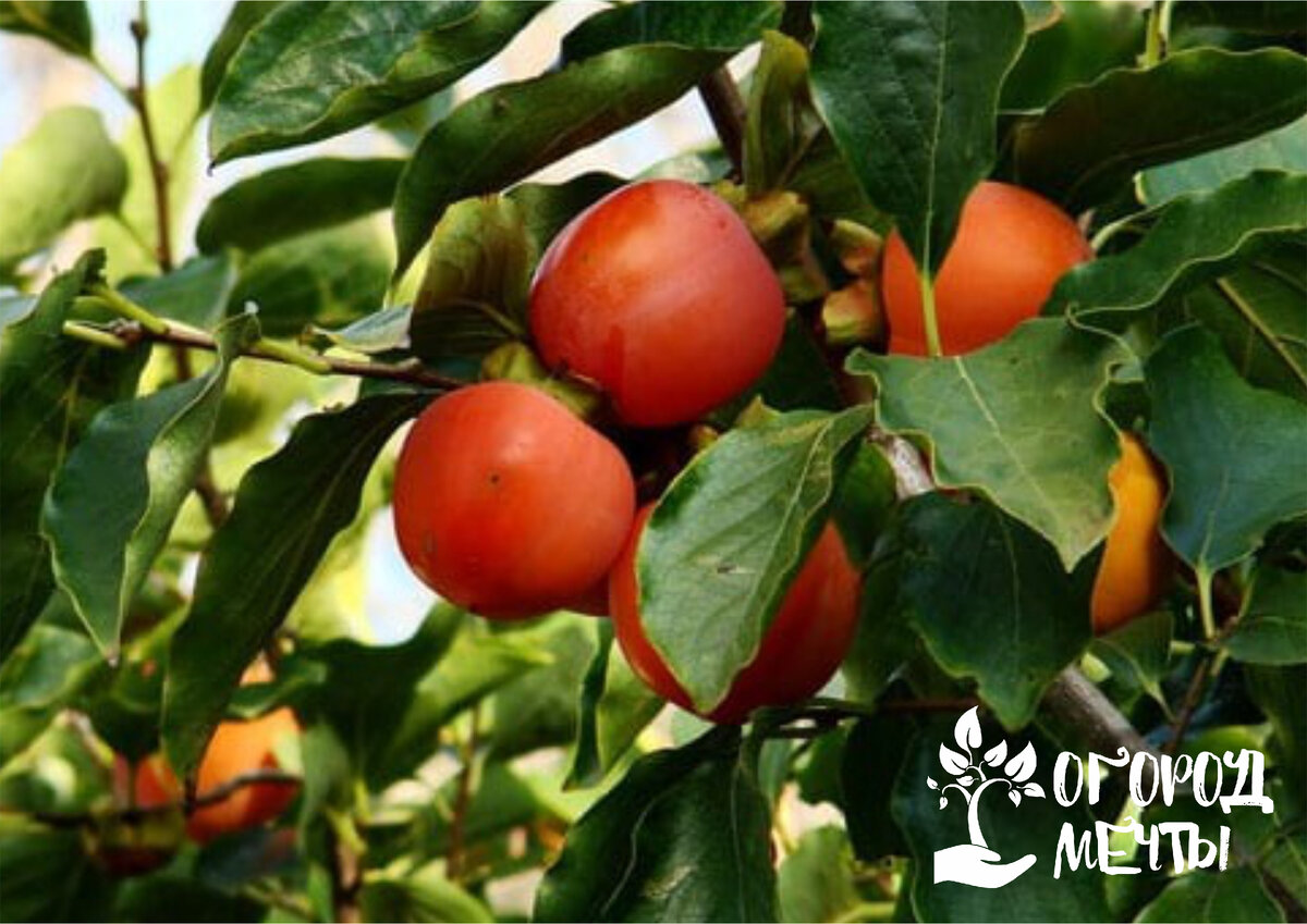 Хурма сорт никитский. Хурма сорт гора говерла. Хурма мушмуловидная в саванне. Хурма зенжимару. Хурма сорт персимон.